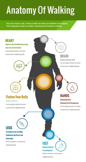 Example Of A Anatomical Infographic Design